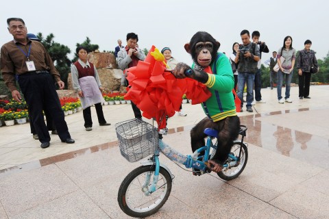 Six-year-old female chimpanzee Wan Xing