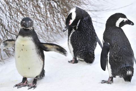 Penguins dry off in the snow (JOHN MACDOUGALL / AFP / Getty Images)