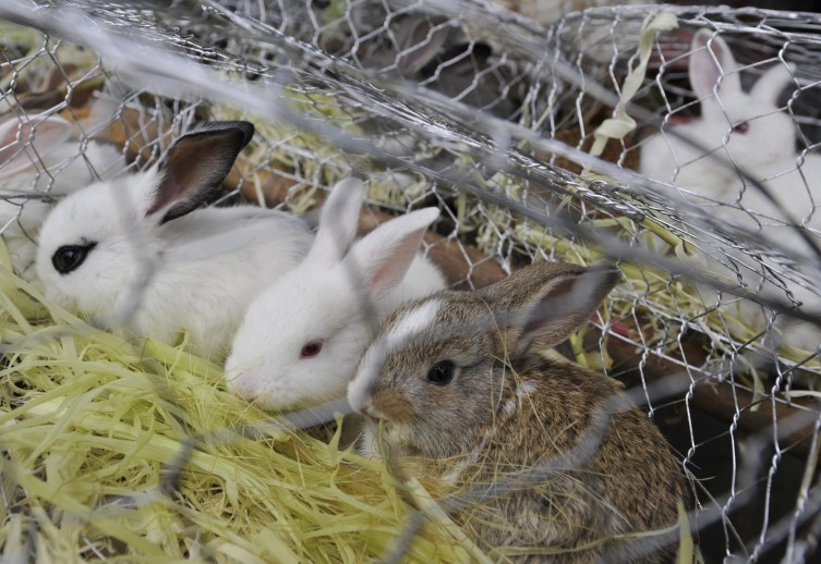 China’s Year of the Rabbit: Not So Great For All Those Abducted Baby