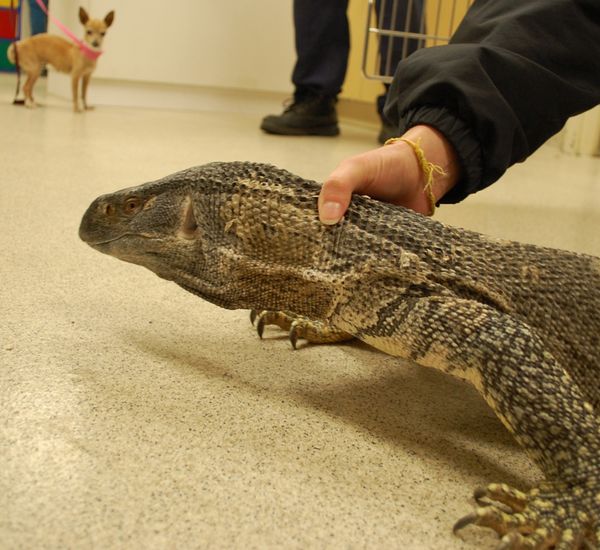 Reptile Girl Porn - 5-Foot Monitor Lizard Caught Roaming California Neighborhood | TIME.com