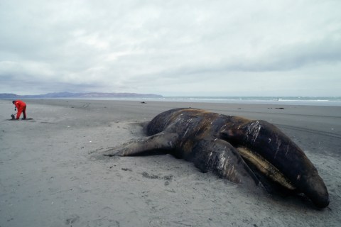 A beached whale in Alaska, 1989 (Getty)