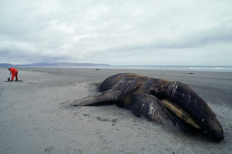 New Zealand Saves Beached Whale; Others Die | TIME.com