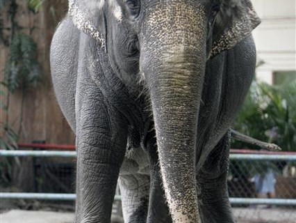 Mali, a 33-year-old Asian elephant goes through a programme to combat the stress and boredom of living in captivity in Manila Zoo