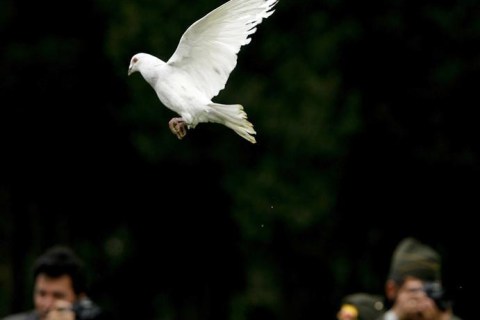A pigeon, a symbol of peace for police officers held hostage by the Revolutionary Armed Forces of Colombia (FARC), is seen at a graduation ceremony at a police school in Sibate