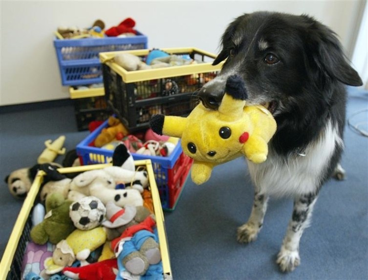 Chaser the Border Collie: The Smartest Dog in the World? | TIME.com