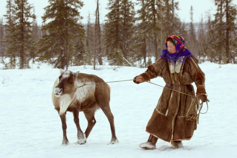A Nenets woman drags a reindeer at her settlement in the Tundra region near village of Yar-Sale, located in the Yamal peninsula above the polar circle