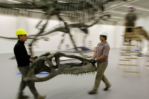 Construction workers transport the cranial bone model of the biggest carnivore 'Giganotosaurus' of the world in southern Germany (REUTERS / Michaela Rehle)