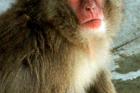 Twenty-year old macaque monkey named Aizuhomare is seen at Tokyo's Ueno Zoological Gardens June 3. T..