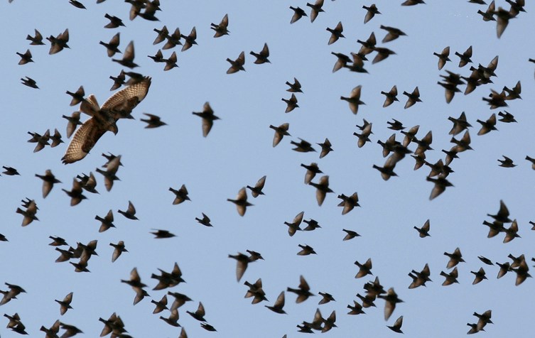 Case of Mass Bird Deaths Solved: It Was The Government, Obviously ...