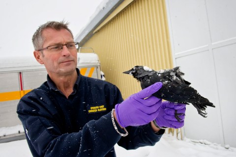 Rescue chief Christer Olofsson poses with a dead bird in Falkoping