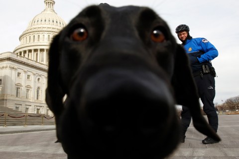 A sniffer dog gets close to the lens 