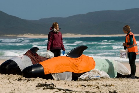 New Zealand Whales Stranded