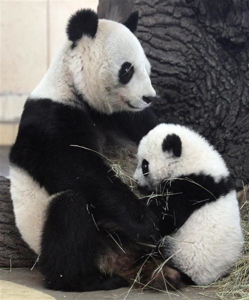 Sex Tips For Pandas Answers To Scientists Half Century Struggle 2251