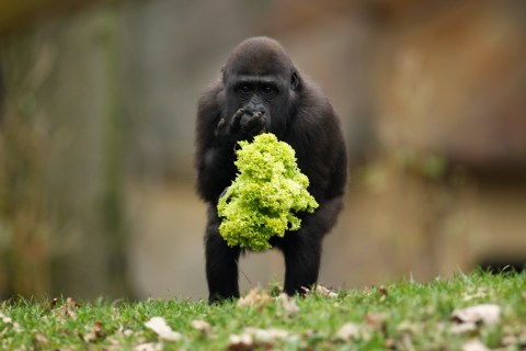 One year-old gorilla Uzuri eats a salad at the zoo of Duisburg
