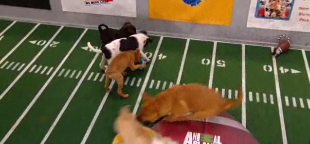 Meet Your Dog Athletes: Puppy Bowl Starting Lineup | TIME.com