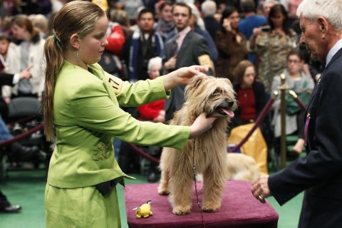 La Brise Sun Bear, a Pyrenean Shepherd breed, is judged at the 135th Westminster Kennel Club Dog Show in New York