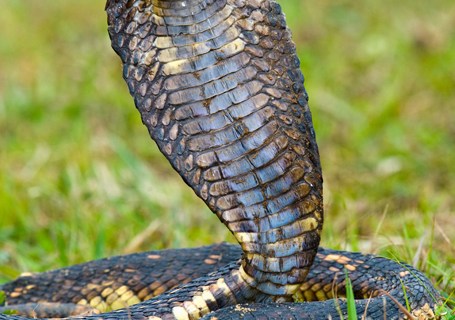 109433674Close-up of an Egyptian cobra (Heloderma horridum) rearing up, Lake Victoria, Uganda