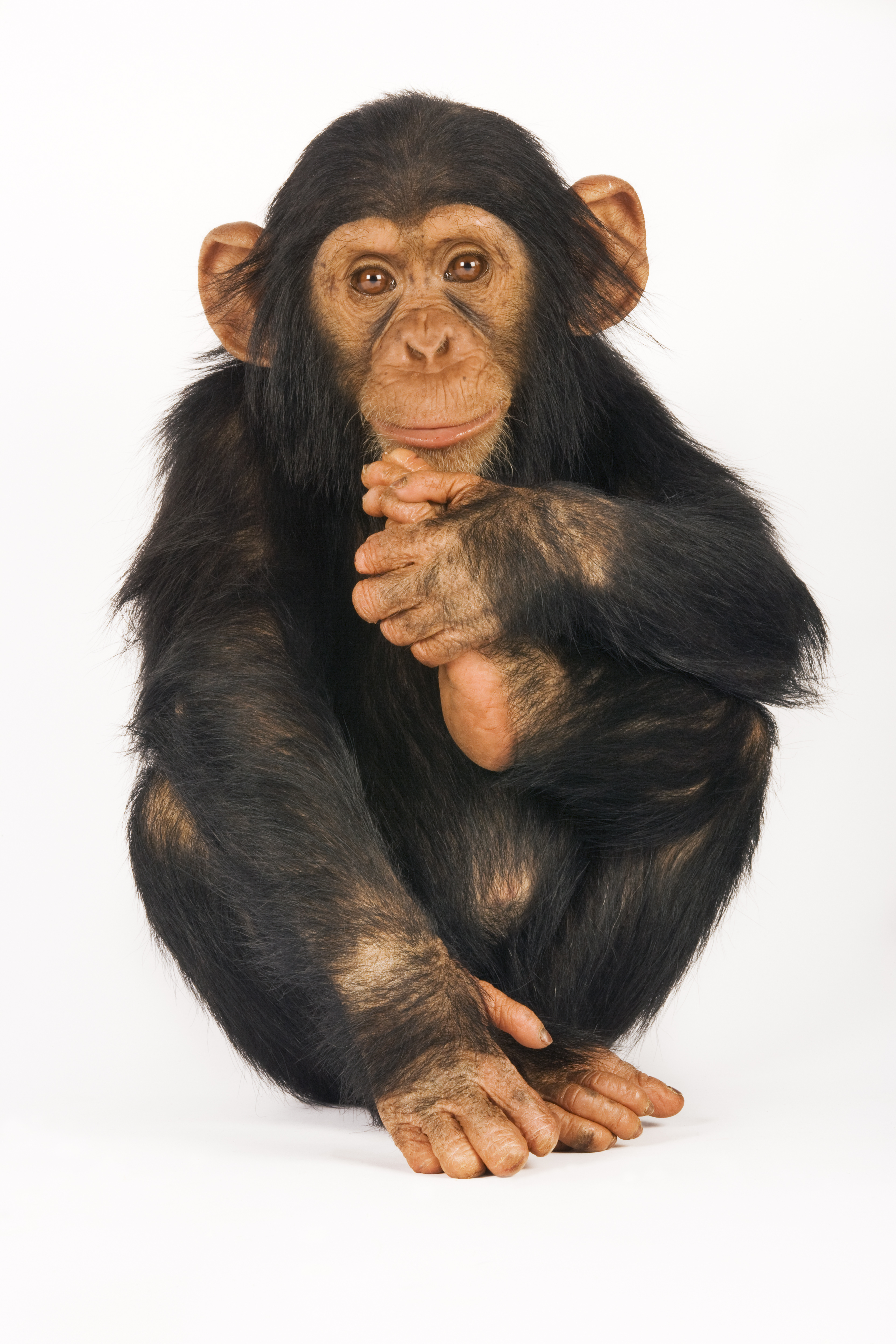 chimpanzee baby market