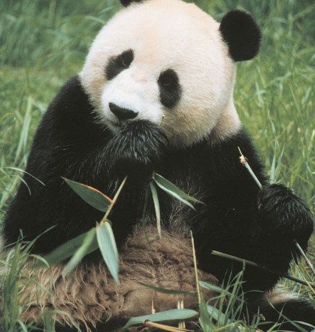 Giant panda  San Diego Zoo Wildlife Explorers