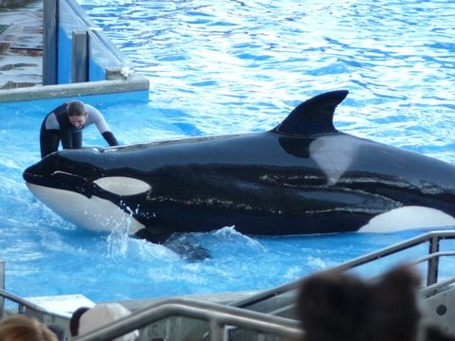 After Killing Trainer Last Year, Killer Whale Tilikum Returns to ...