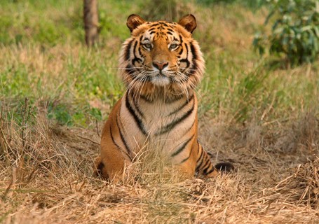 Raja Royal Bengal Tiger rests inside tiger rescue centre at Jaldapara