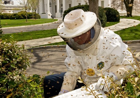 White House bees