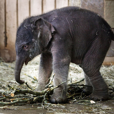 More Sad Baby Animal News: Only a Fortnight after Knut's Death, the Berlin  Zoo Loses a Young Elephant 