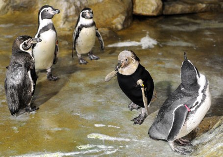 A featherless Humboldt penguin (2nd R) i