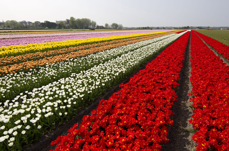 Dutch Flower Fields in full Bloom