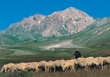 Shepherd with a flock of sheep, Campo Imperatore, Gran Sasso National Park, Abruzzi, Italy