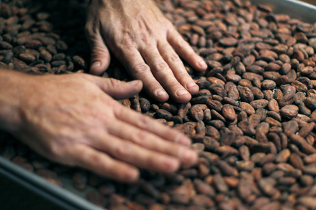 cacao beans 