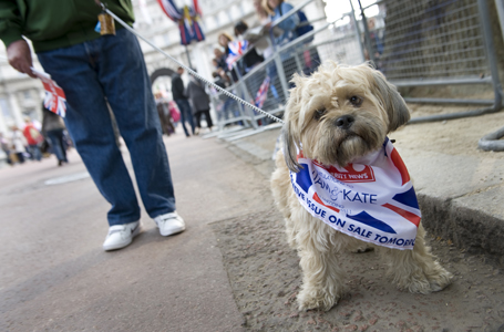 LONDON -     Even dogs dress up to watch the royal wedding proce