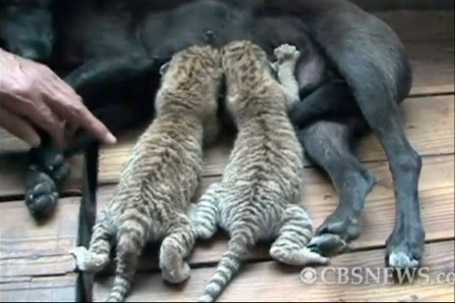 Adorable Video of the Day: Dog Acts as Surrogate for Liger Cubs 