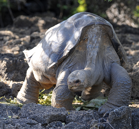 Last Known Galápagos Tortoise Seeks Soul Mate, With Little Success ...