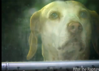 all for dogs pet services