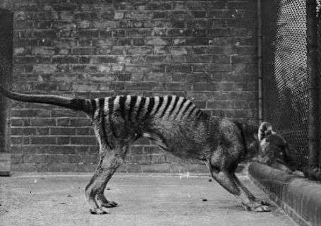 Thylacine/Tasmanian Tiger/Marsupial Wolf