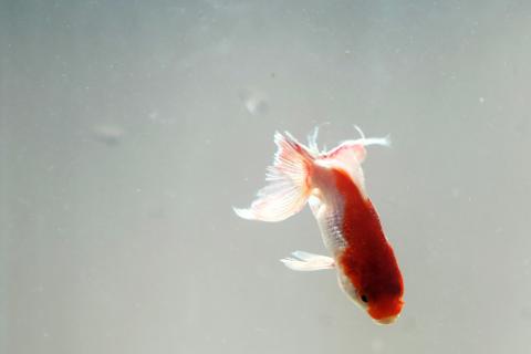 An Oranda Redcap goldfish