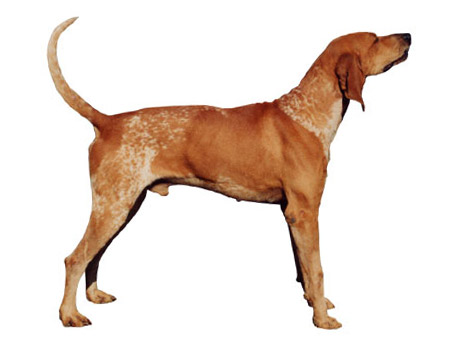 American English Coonhound (2011)