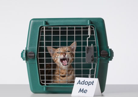 Take Your Pick of the Litter: It's Adopt-A-Shelter Cat Month! 