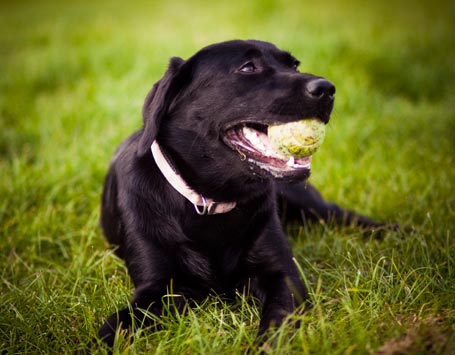 Study: Man’s Best Friend Is Also a Mind Reader | TIME.com