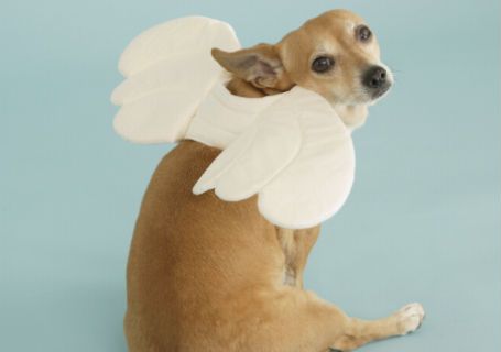 Dog with angel wings
