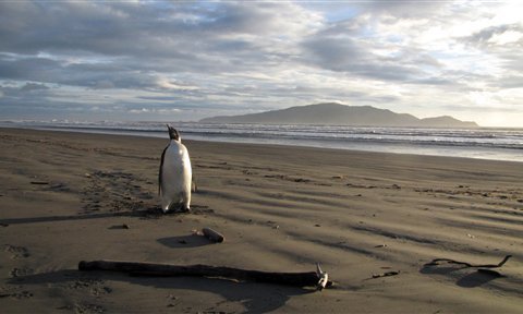 New Zealand Emperor Penguin