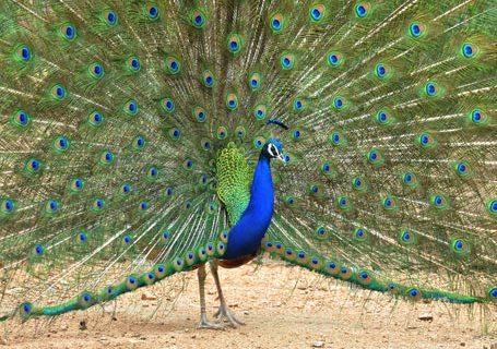 peacock