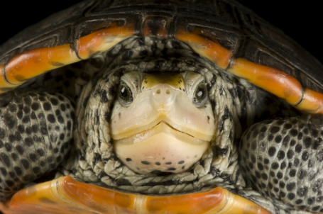 Turtles Stop Traffic at New York’s JFK Airport, Promptly Get a Twitter ...