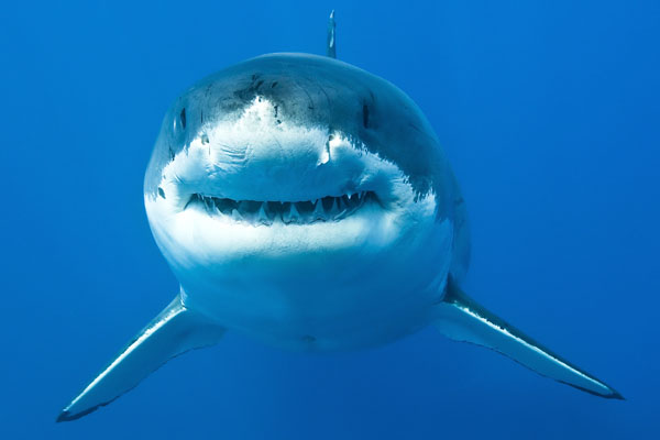 Shark Week: 10 Things To Know While Watching Your Back