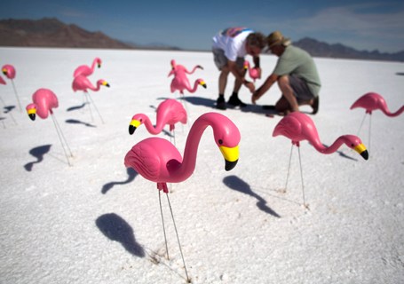 Race fans place plastic pink flamingos in the salt near their viewing area during the third day of the 63rd annual Bonneville SpeedWeek race in Utah