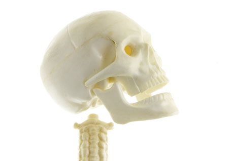 Skeleton, skull