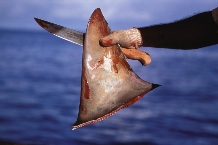 California governor signs ban on shark fin trade
