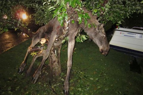 APTOPIX Sweden Moose In A Tree