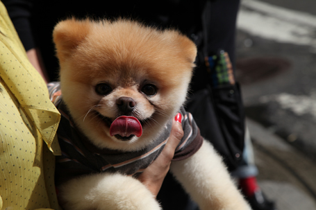VIDEO: How Did Boo, the Cutest Dog in the World, Get So Famous?